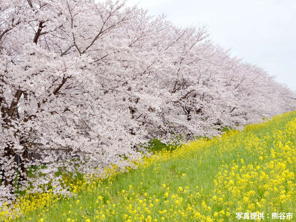 ・【熊谷桜堤（徒歩で約5分）】約500本のソメイヨシノの桜並木は圧巻の光景です