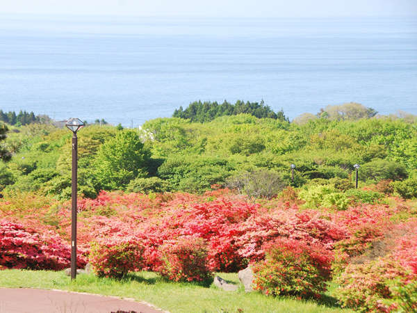 【つつじ公園】恵山の山麓に自生するツツジは一帯で約60万本と言われています