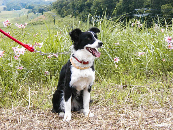 ・看板犬のキューラ　お友達も大歓迎です♪