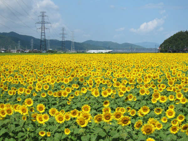 車で20分♪一面に広がる黄色いじゅうたん、宮川のひまわり。