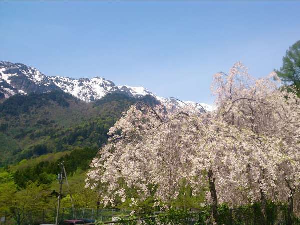 【春】中尾温泉の桜の見ごろは4月下旬から。例年、桜はＧＷまで咲きます。
