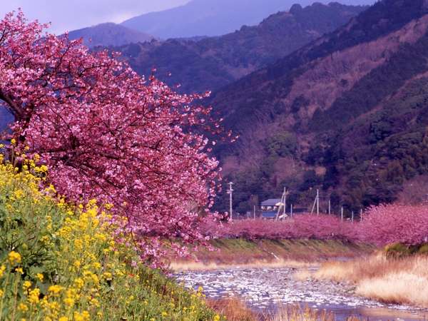 河津桜、毎年２月上旬より３月１０日迄河津桜祭が開催されます。