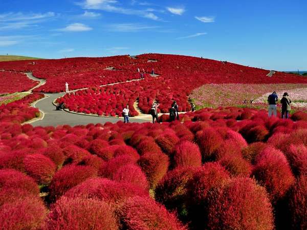 必見車20分!世界の絶景ひたち海浜公園「コキアの紅葉」緑葉9月下旬、紅葉10月中旬、黄金10月下旬~11月初旬