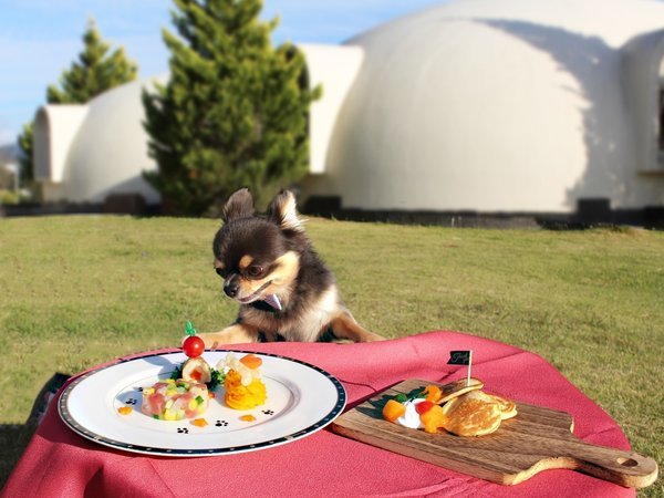 とれとれヴィレッジのプラン「愛犬とお部屋でお籠りSTAY♪スペシャルアニバーサリープラン☆」