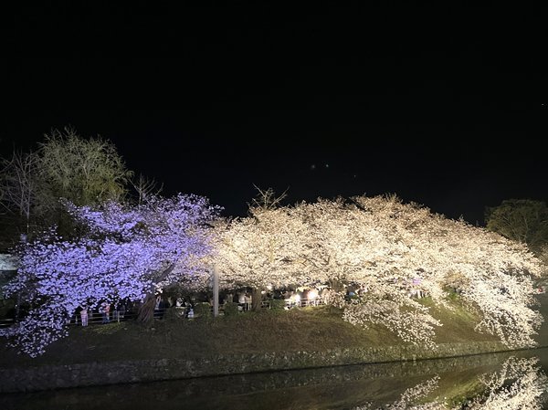 舞鶴城の桜_2024