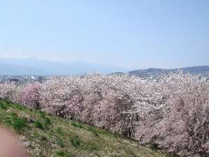 【春】満開の桜並木大町観光道路