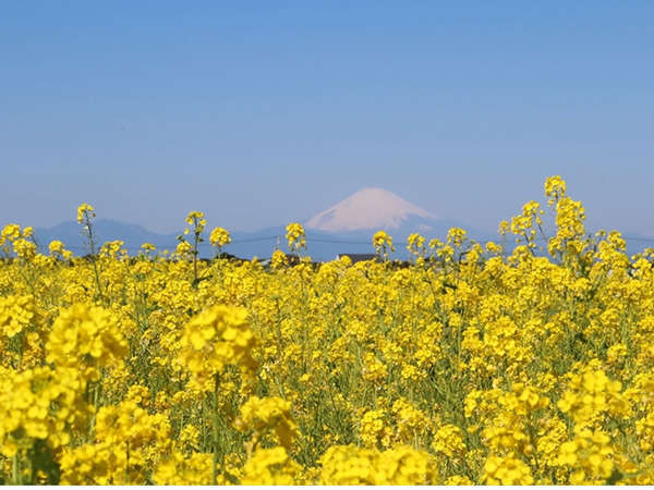 ソレイユからの富士山。菜の花と映えますね！