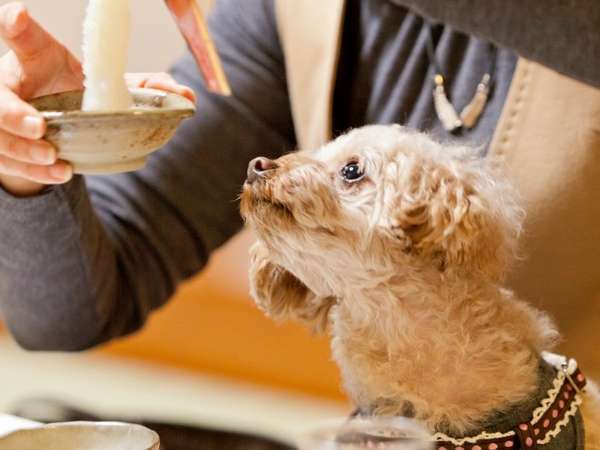 レストランもペット同伴OK