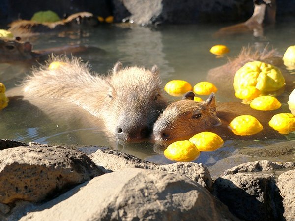 伊豆シャボテン動物公園♪動物との距離感ゼロ！140種類のどうぶつたちとふれあえます。