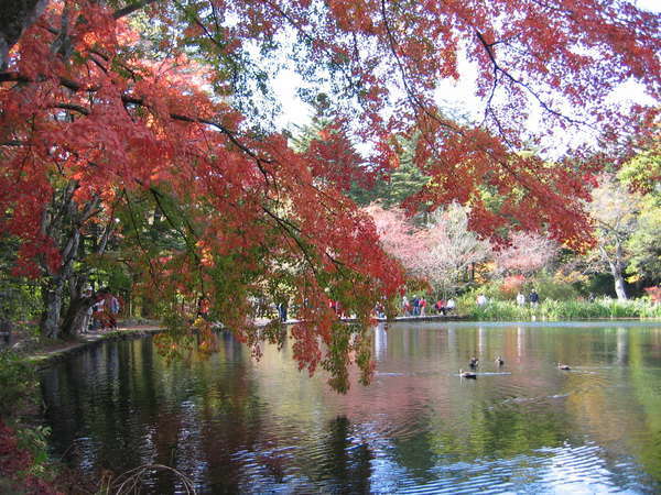 紅葉に染まる雲場の池