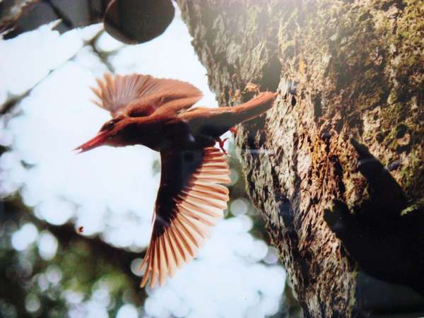 民宿りんどうから車で5分の森林植物園は野鳥の宝庫。毎年100種類以上の野鳥が訪れます。