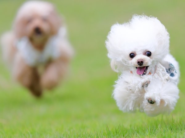 愛犬と素敵な思い出を