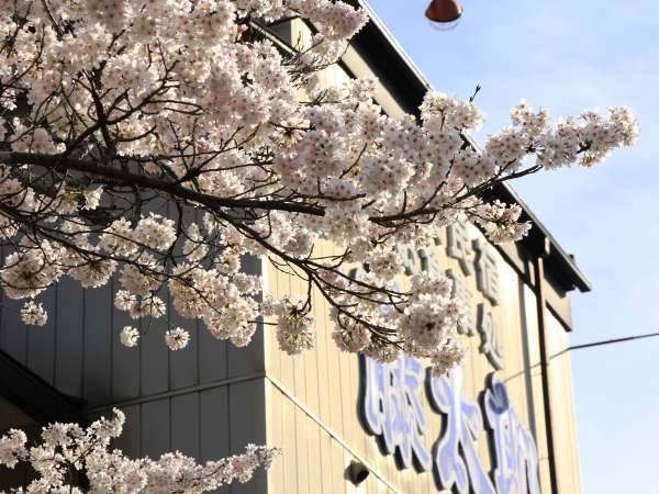 【外観】春は満開の桜に囲まれて。
