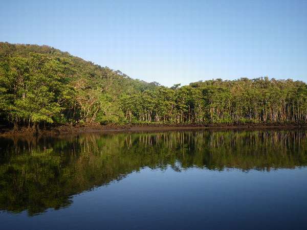 仲間川。日本最大規模のマングローブ林を持つ川で、その眺めはアマゾンのジャングルを連想させます。