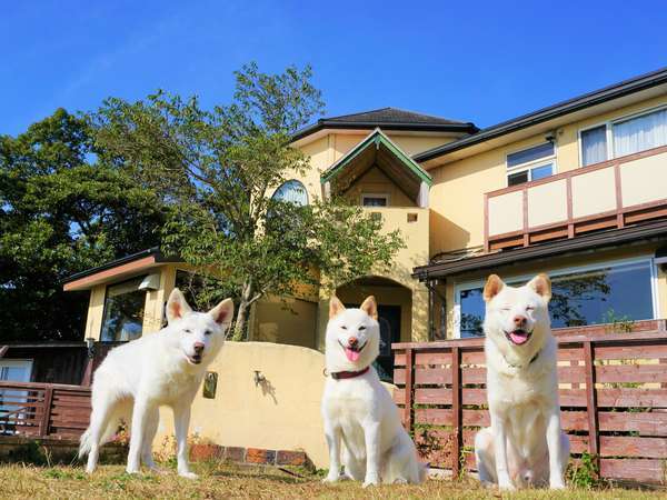 看板犬のまるこ・えん・シロ