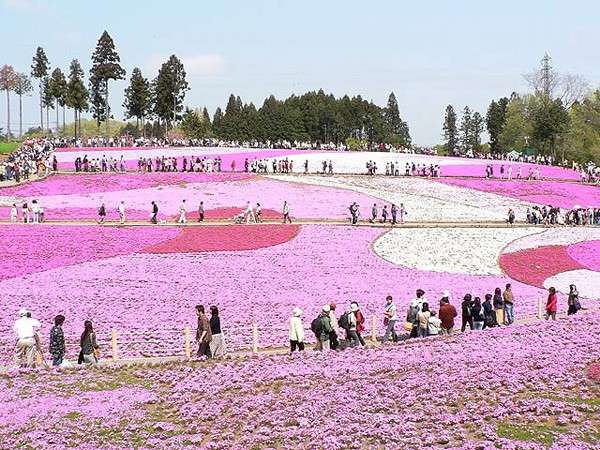 今や秩父の春と言えば芝桜◆羊山公園◆４月中旬～５月上旬