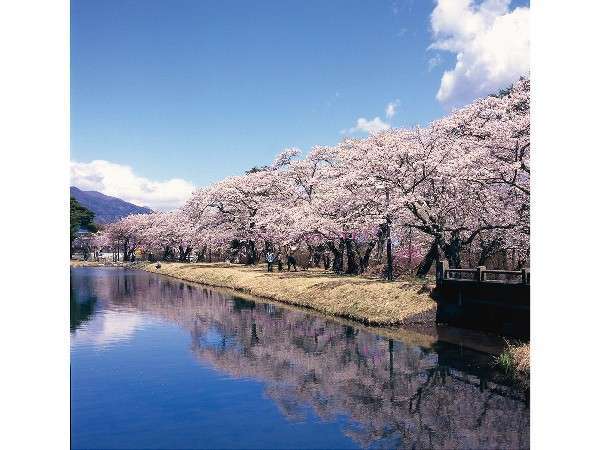馬見塚公園の桜