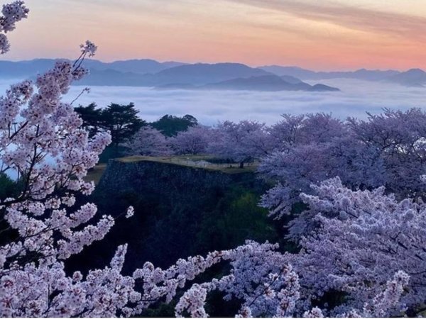 【春の桜と雲海】