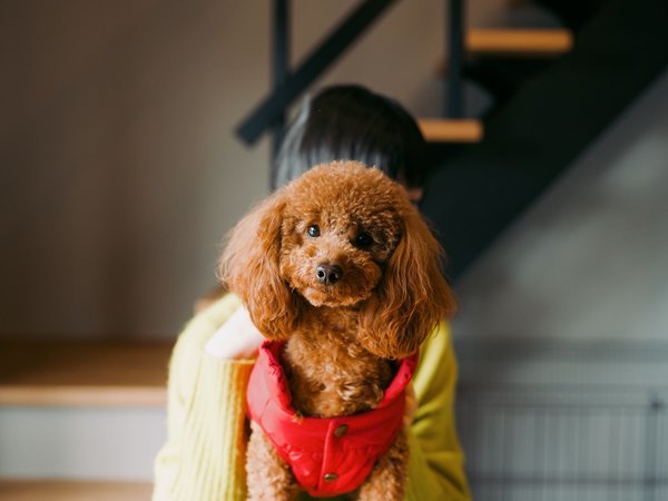 愛犬と一緒にワイワイお過ごしください。