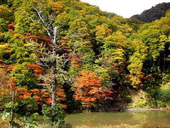 葛根田渓谷紅葉だったらここ！とにかく見事な紅葉です