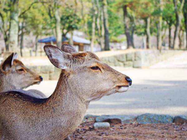 奈良公園まですぐそこ♪たくさんの鹿と出会う事ができます。