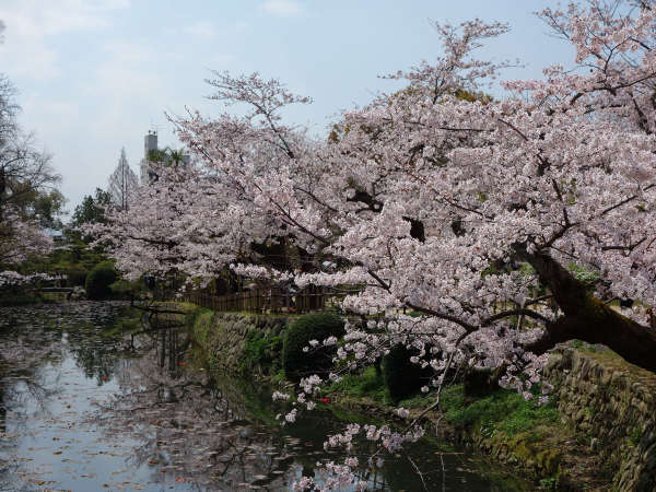 道後公園の桜　当館から徒歩3分　見ごろは4月上旬