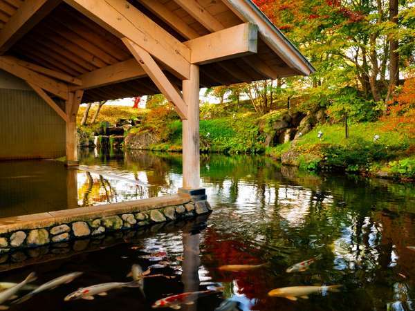 【雫石高倉温泉（秋）】すぐそばには鯉が泳ぐ池があります。