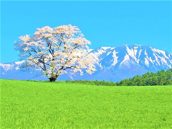 小岩井農場の一本桜（ホテルより車で約15分）