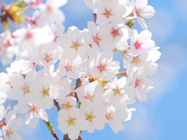 1,700本の桜並木など当館近くには桜スポット多数ございます。