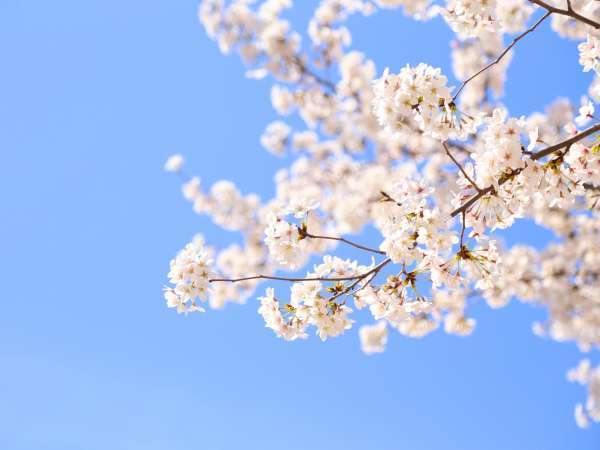 車山高原の桜の見頃はゴールデンウィーク！今年のGWは当館を基点にお花見はいかがですか？