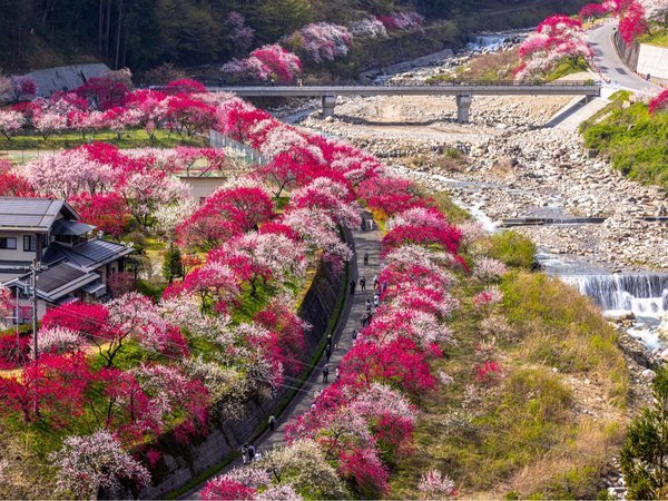 【昼神の花桃】約200本の花桃が阿知川沿いや朝市広場周辺を中心に咲き乱れます。