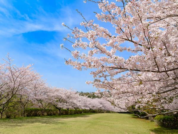 東伊豆クロスカントリーコースの桜並木
