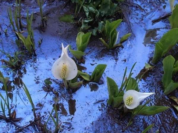 水芭蕉