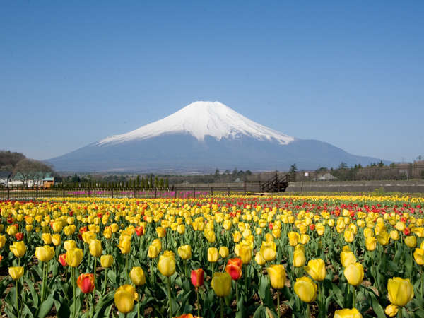 *春の花の都公園～10万本のチューリップが咲きます♪4月下旬～5月上旬