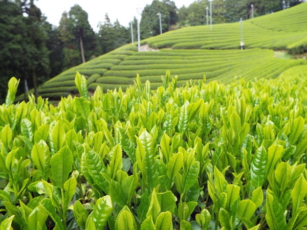 【JUNEI Memory新緑と新茶の恵みに息吹を感じるご滞在、心健やかにリフレッシュ体験を】