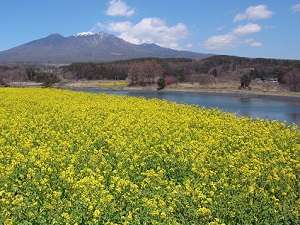 八ヶ岳　春