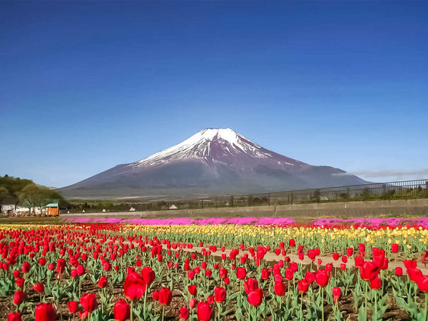 ・山中湖花の都公園：春は色とりどりのチューリップが咲き乱れます