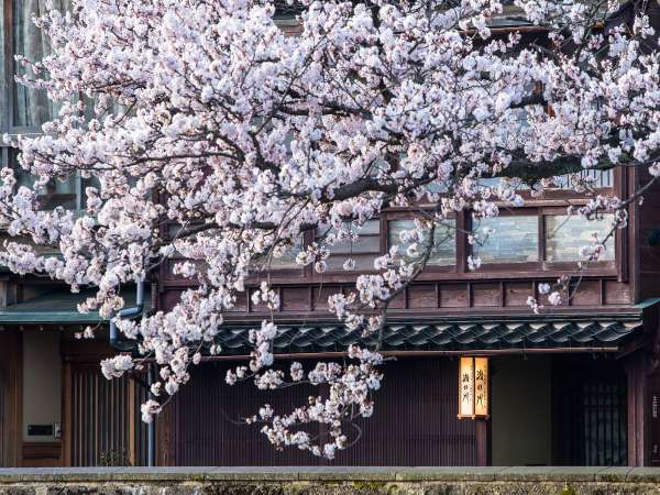 桜シーズン　４月上旬