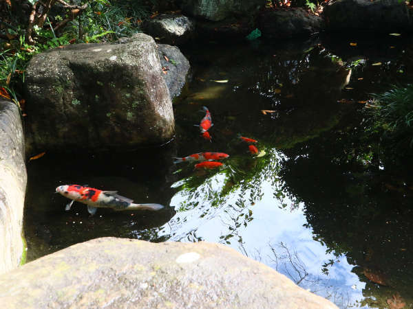 *庭園◆池には大きな錦鯉が♪