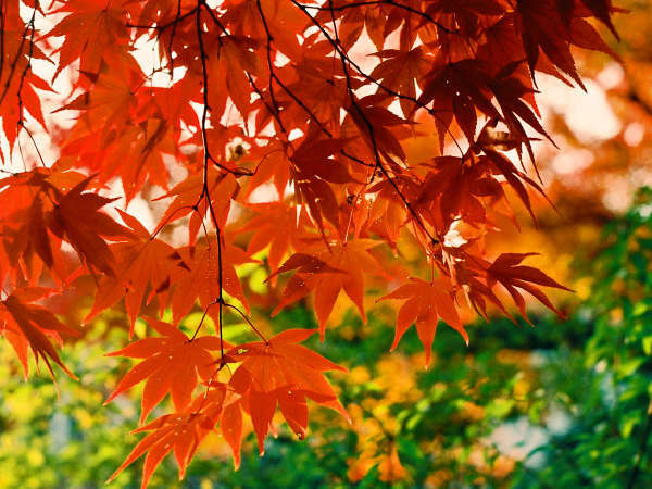 *紅葉へ出かけよう　当宿から千葉公園まで車で36分　10月下旬～12月上旬見頃