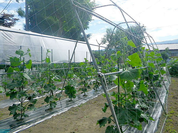 *【自家菜園】フレッシュ食材は、一番美味しい調理方法でお食事にご提供致します。