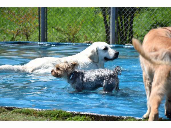 地下１００Mからくみ上げた清らかな井戸水を常備かけ流しのドッグプール