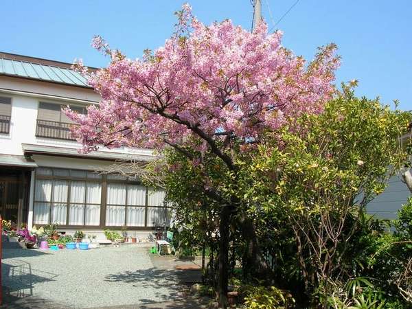 庭の河津桜です。二月中旬から三月上旬まで４週間弱位咲いてます。