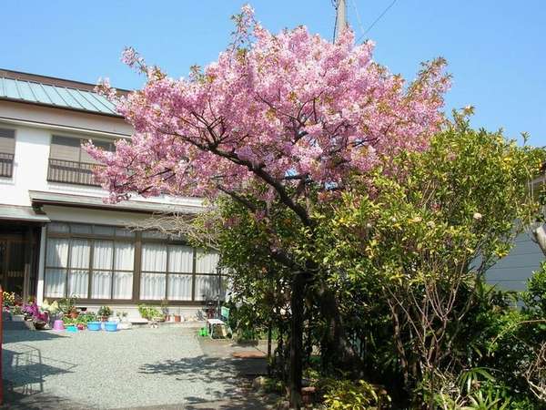 温泉民宿相模屋の写真その1