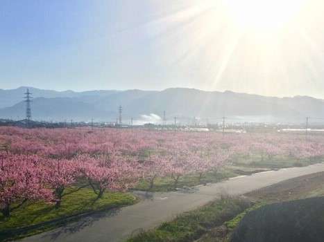 ピーチラインから望む桃の花