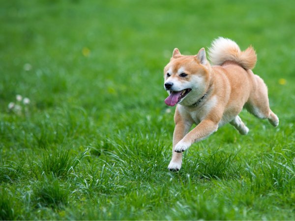 Ｌａｚｙ　Ｉｎｎ．のプラン「【朝食付】愛犬と一緒に！淡路島西海岸をプライベートヴィラで楽しむシンプルプラン」