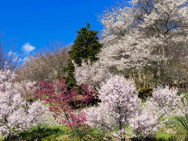 塩山ふれあいの森総合公園☆フルーツパラダイス、ローラー滑り台やアスレチック風遊具などで遊べます