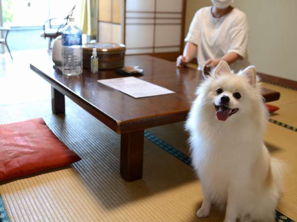 【ペットと泊まれる宿】日奈久温泉 不知火ホテルの写真その2