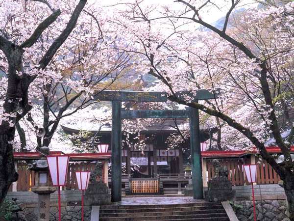 金崎宮★春のシーズン桜♪