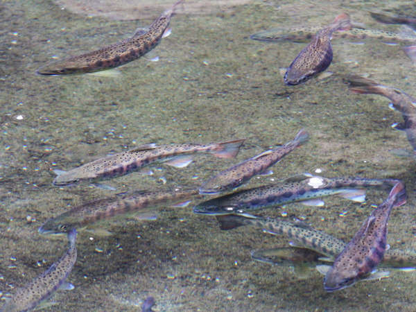 民宿 山女魚荘の写真その3